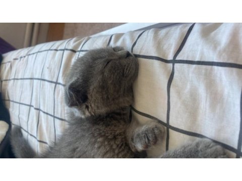 Yavru scottish fold