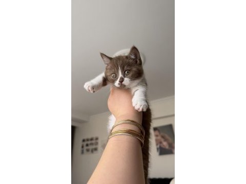 Dişi cinnamon bicolor british shorthair