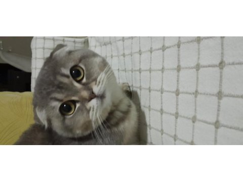 6 aylık dişi scottish fold
