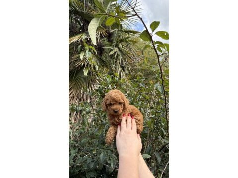 Toy poodle köpeği