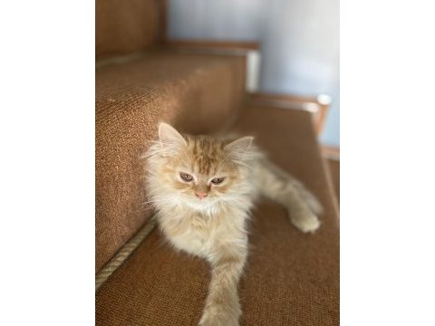 3 aylık sarı chinchilla
