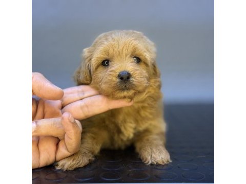 Red üst düzey maltipoo bebeklerimiz