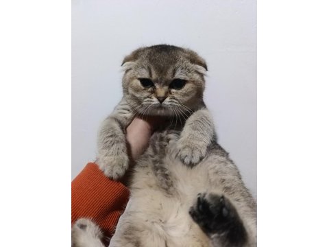 Scottish fold golden yavrular