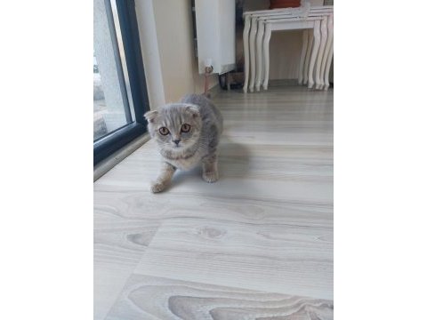 Kehribar gözlü scottish fold kediciklerim