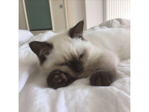 Show siamese yavrularımız teslime hazır