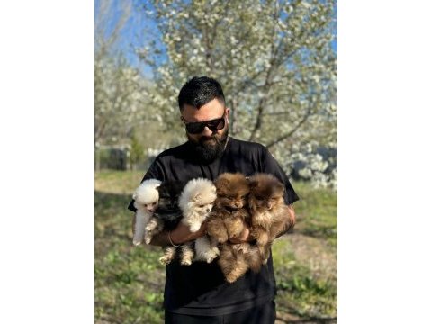 Ankaranın tek pet danışmanlığı 