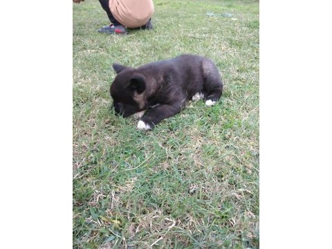 Amerikan akita özel kış yavruları