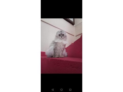 Yeni ailesini arayan scottish fold