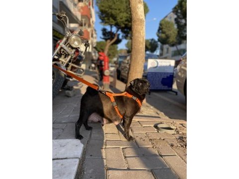 1.5 yaşında pug evde bakılıyor tuvalet eğitimi mevcut