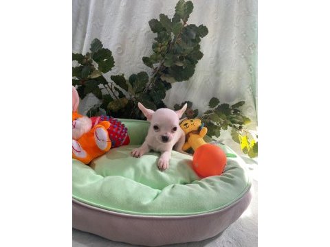 Chihuahua yavrularımız