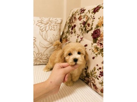 Sütlü kahveli küt burun maltipoo kızımız