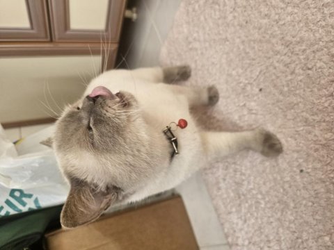 Blue point british shorthair