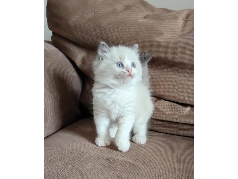 Secereli ragdoll yavrular