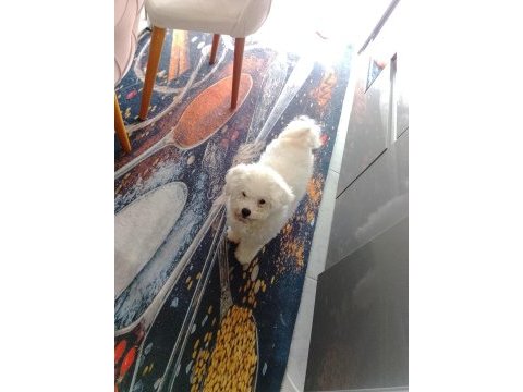 Kore bichon frise yetişkin