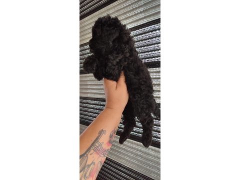 Silver black poodle yavrular