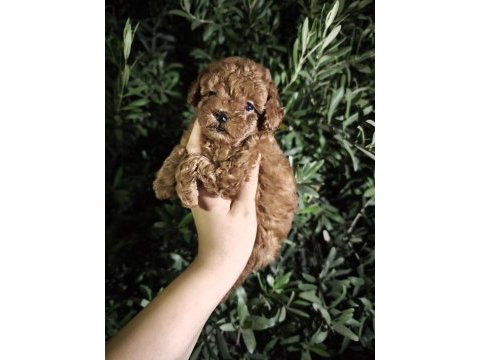 Toy poodle bebekler