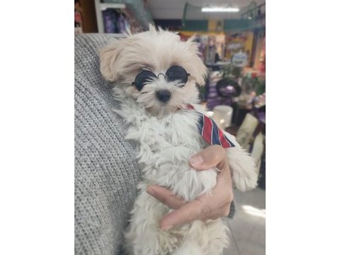 Üst düzey maltipoo bebeklerimiz hazır