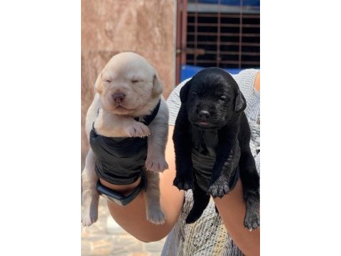 Labrador yavrularımız ruhsatlı çiftliğimizden