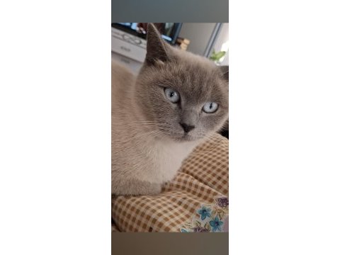 British blue point dişi kedimiz