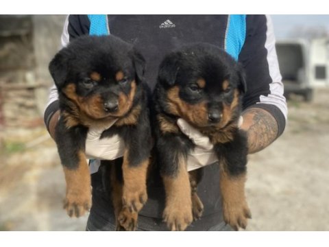 Rottweiler yavruları yeni ailelerini bekliyor