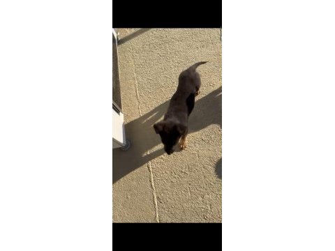 Köpeğimizin adı linda