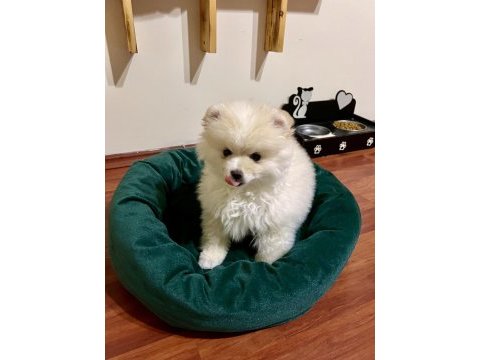 Ayı surat pomeranian boo