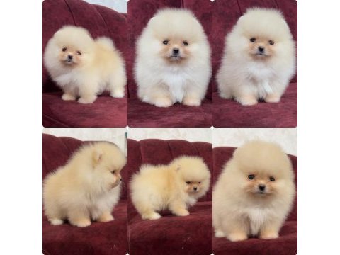 Sağlık ve ırk garantili pomeranian boo