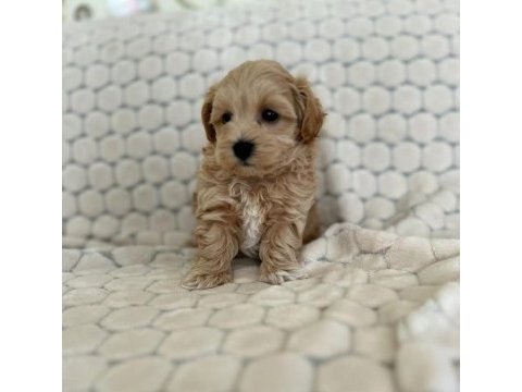Maltipoo  yavrularımız 