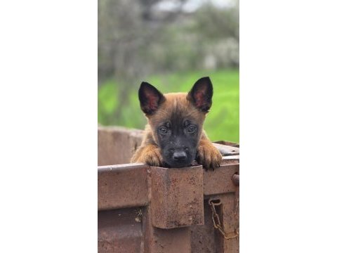 Sağlıklı malinois yavrular