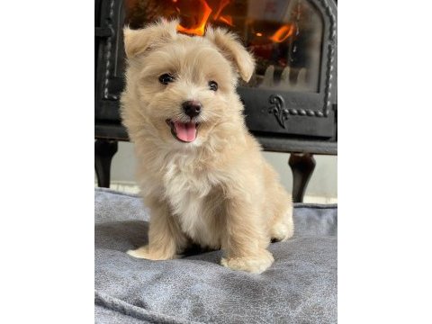 Eğitilebilir toy poodle yavruları ile evinize neşe katın