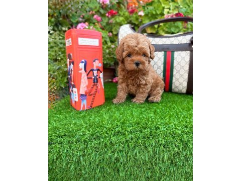 Kore bir poodle istiyorsanız doğru adrestesiniz