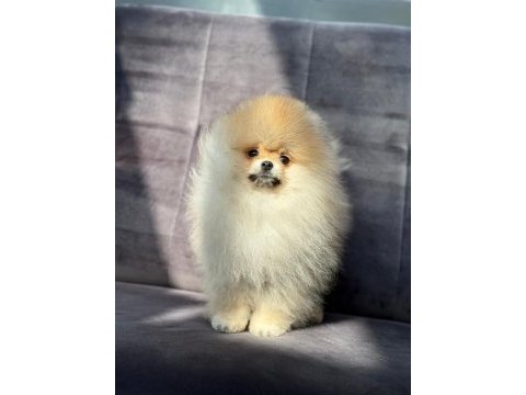Safkan pomeranian boo