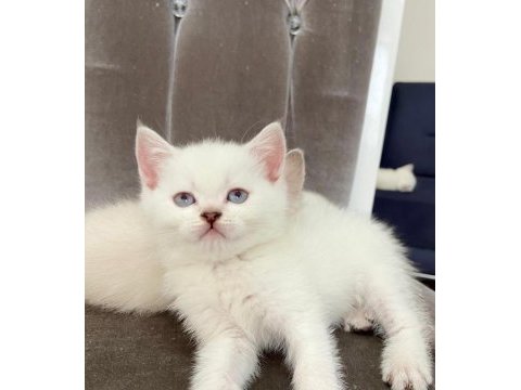 British shorthair beyaz