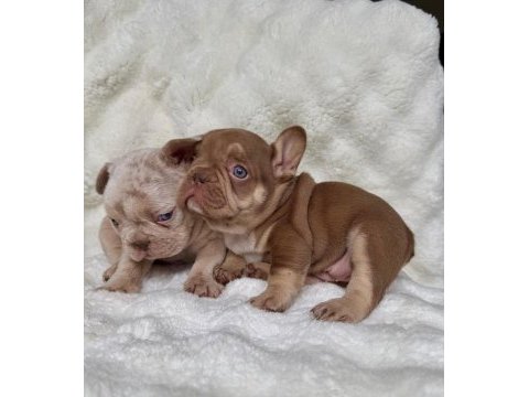 French bulldog yavrularım