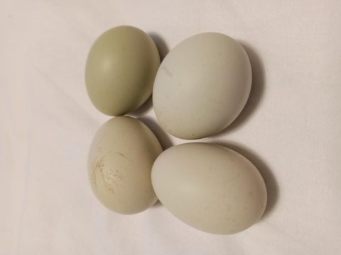 Mavi yumurta kuluçkalık
