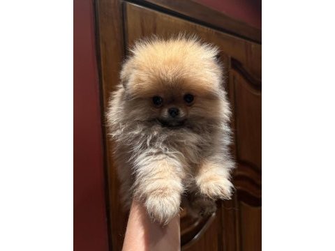70 günlük pomeranian boo yavrularımız