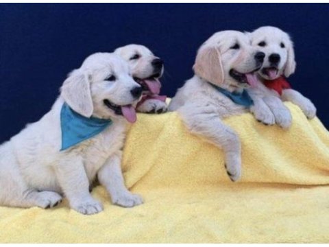 Babyface golden retriever yavrular