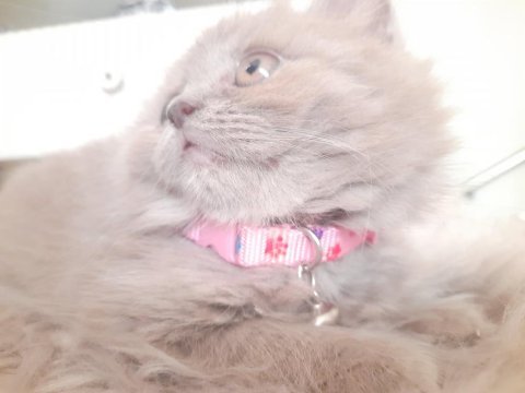 British longhair kumru ailesini arıyor