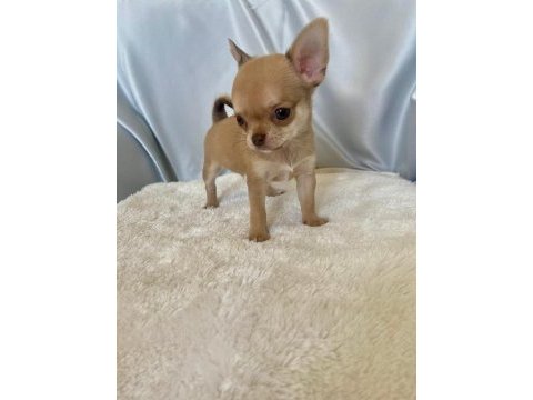 Karamel chihuahua (şivava) kardeşler