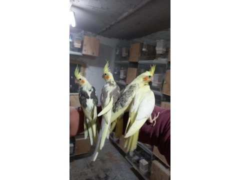 Sultan papağanı bulunur