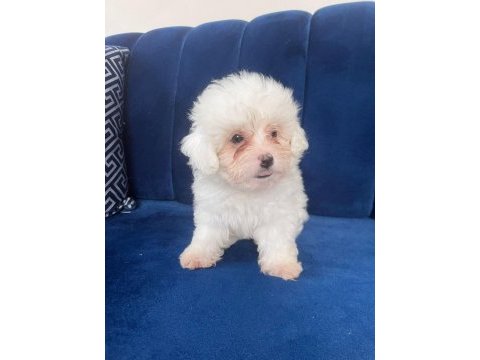 Terrier bebek köpekler