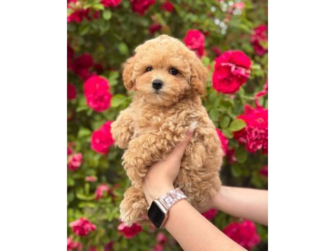 Korean kg garantili maltipoo yavrularımız