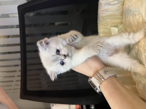 Britsh shorthair blue point yavrular