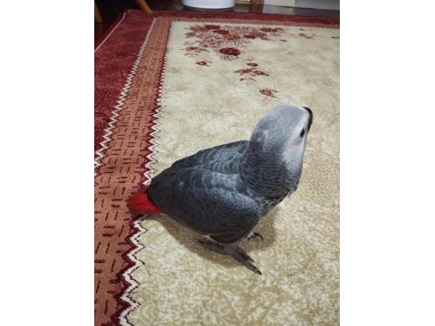 63 günlük sağlıklı jako papağanı yavrusu