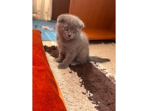 Scottish fold yavrular