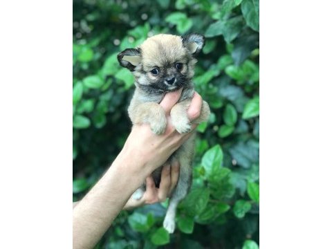 Haylaz chihuahua bebek