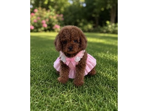 Red kırmızı toy poodle bebeklerimiz üst kalite