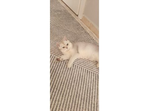 British shorthair dişi yavru