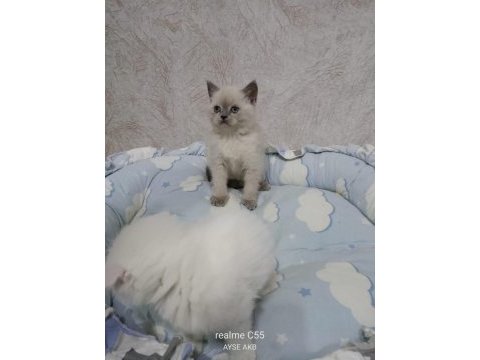 Kalite british shorthair scottish fold yavrular hazır
