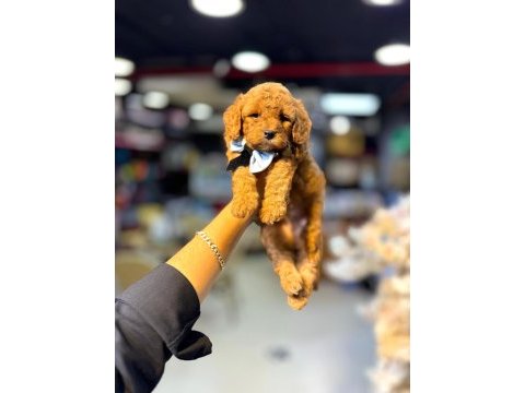 Güzel bebeklerim maltipoo